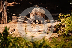 A white rhino / rhinoceros grazing. Zlin, Moravia, Czech Republic , Chateau Lesna in Zoo park Zlin. Full of atractive wild animals
