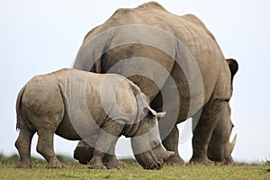 White rhino / rhinoceros mother and calf.