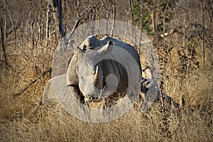 White rhino / rhinoceros, showing off his huge horn. South Africa