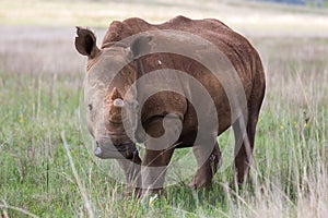 White Rhino in Rietvlei NR