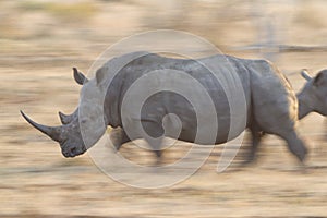 White Rhino running, South Africa