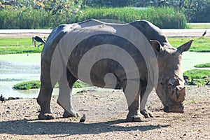 white rhino in safari