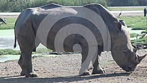 white rhino in safari