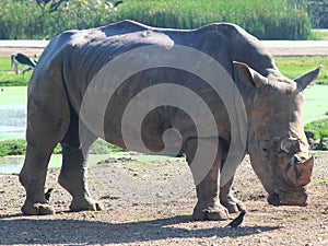 white rhino in safari