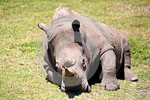 A white rhino in Safari park, Australia