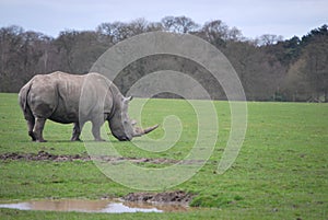 White rhino in the safari park photo