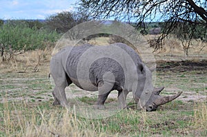 White rhino in savannah Namibia Africa Breitmaul Nashorn photo