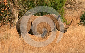 White Rhino Side View