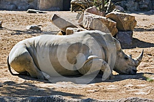 White Rhino sleeping