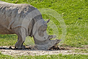 White rhino smelling poo photo