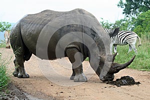 White rhino sniffing border post