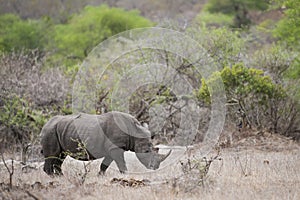 White Rhino, South Africa