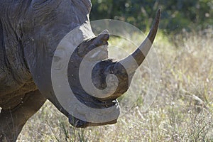 White Rhino, South Africa