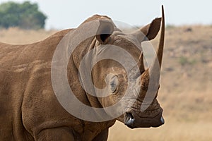 White Rhino South Africa