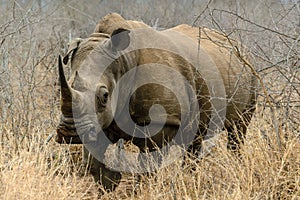 White rhino or square-lipped rhino in Hlane Royal National Park, Swaziland