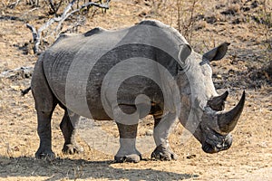 White rhino or square-lipped rhino in Kruger National Park, South Africa