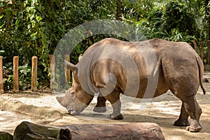 White rhino or square-lipped rhinoceros, Ceratotherium simum. Big male