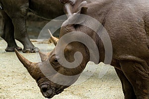 White rhino or square-lipped rhinoceros, Ceratotherium simum. Big male, close up portrait