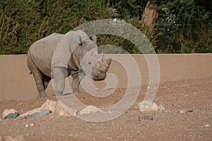 White Rhino strolling by showing off its horns