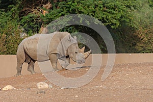 White Rhino strolling by showing off its horns