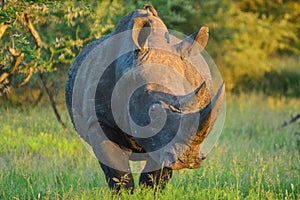 White Rhino at Sunset