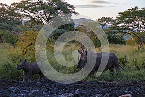 White Rhino during sunset in South Africa Thanda Game reserve Kwazulu Natal