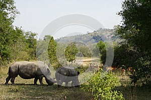 White Rhino photo