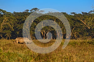 White rhino in typical habitat at Nakuru