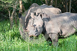 White Rhino, Uganda