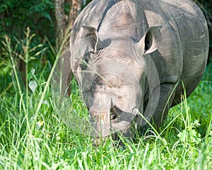 White Rhino, Uganda