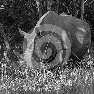 White Rhino, Uganda