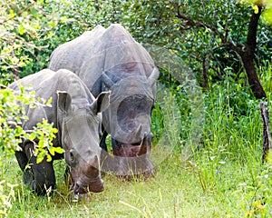 White Rhino, Uganda