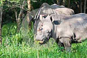 White Rhino, Uganda