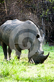 White Rhino, Uganda