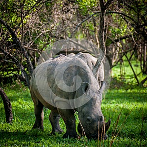 White Rhino, Uganda