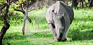 White Rhino, Uganda