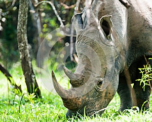 White Rhino, Uganda