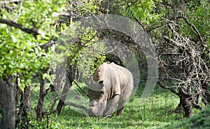 White Rhino, Uganda