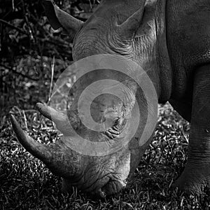 White Rhino, Uganda