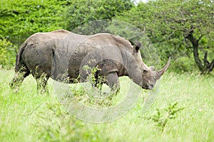 White Rhino walking through brush in Umfolozi Game Reserve, South Africa, established in 1897
