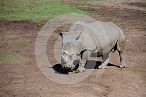 White Rhino walking in plains of a safari park