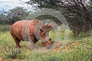 White rhino, Waterberg Plateau National Park, Namibia