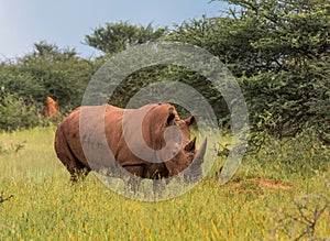 White rhino, Waterberg Plateau National Park, Namibia