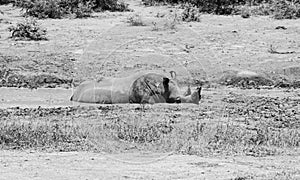 White Rhino At Watering Hole