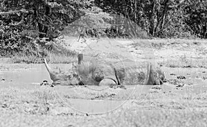 White Rhino At Watering Hole