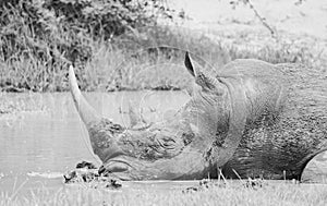 White Rhino At Watering Hole