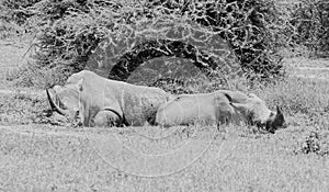 White Rhino At Watering Hole