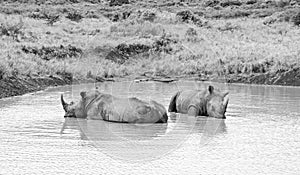 White Rhino At Watering Hole