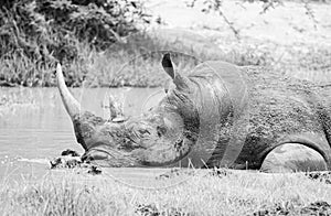 White Rhino At Watering Hole