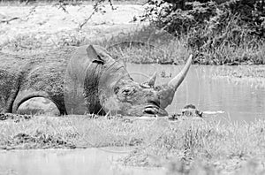 White Rhino At Watering Hole